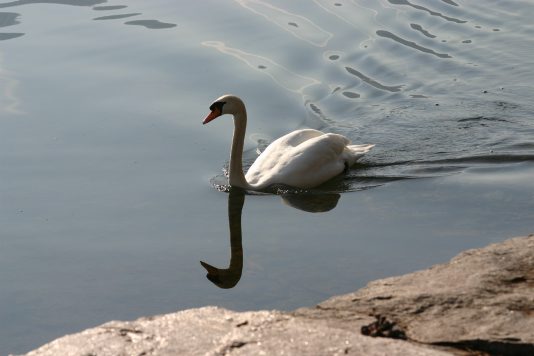 Nuovo_IMG_2534.jpg
