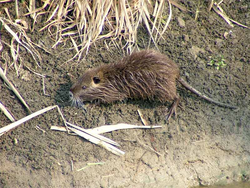 nutria.jpg