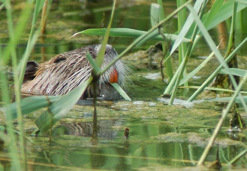 nutria1.jpg