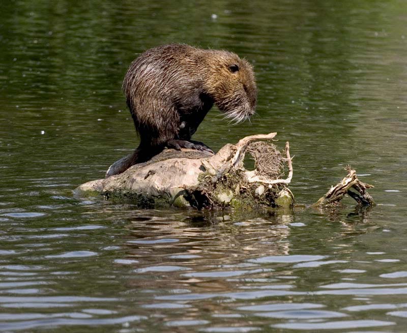 nutria2.jpg