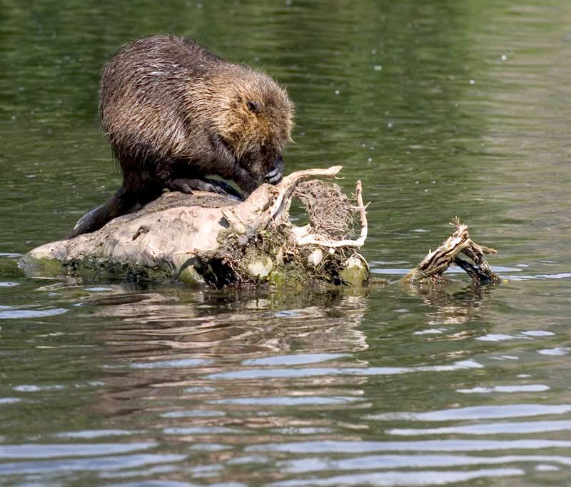 nutria3.jpg