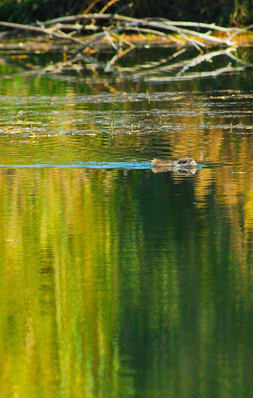 Nutria.jpg