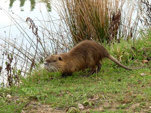 nutria.jpg