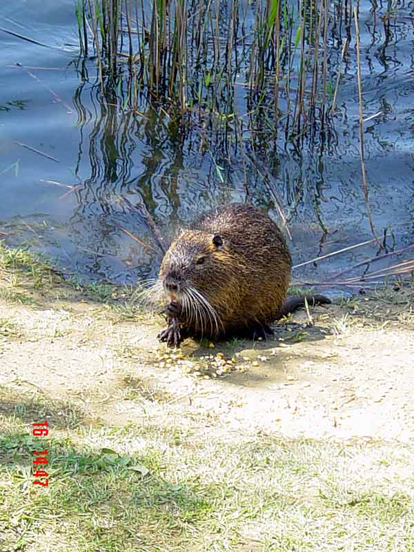 nutria.jpg