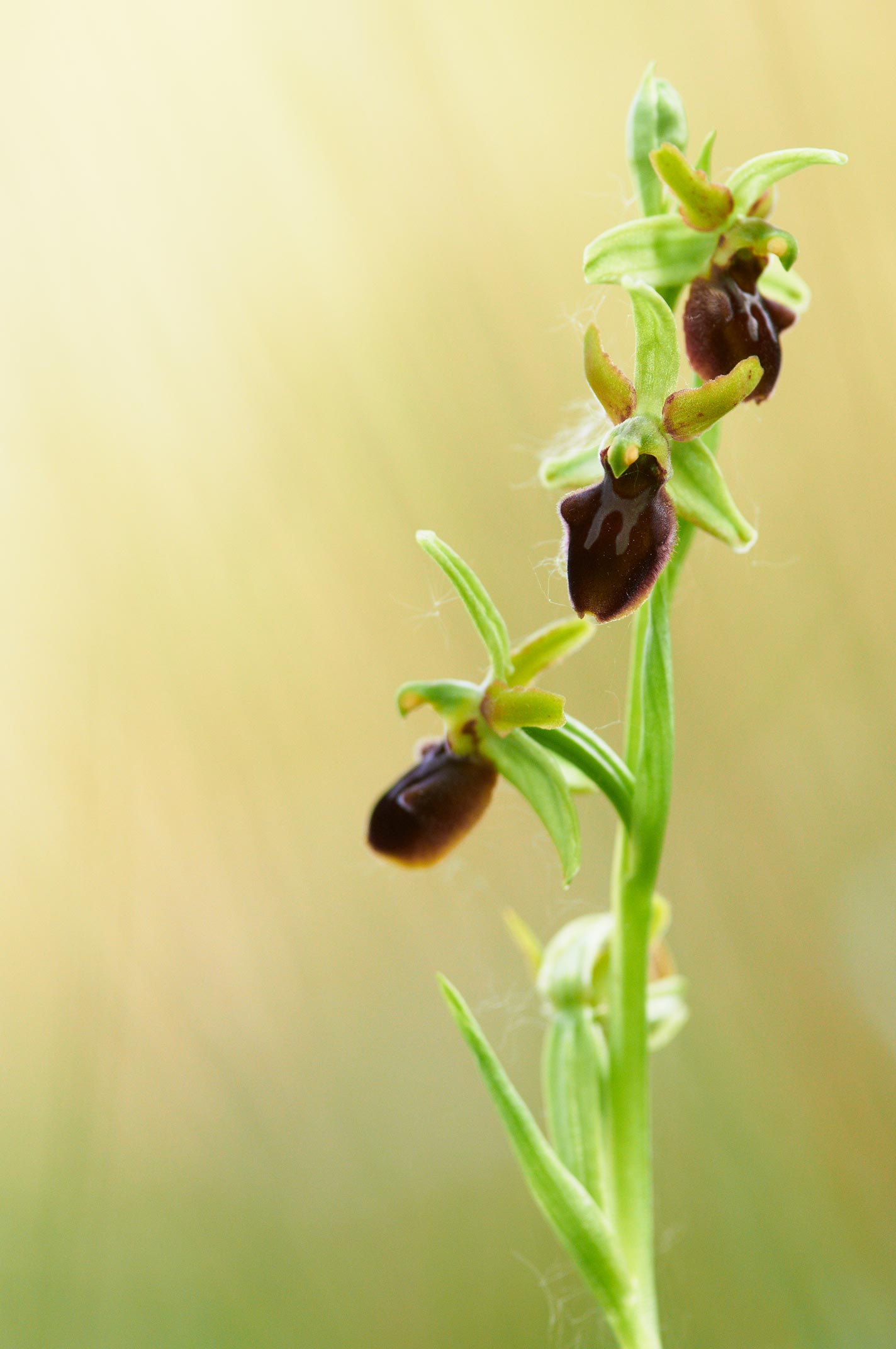 O_Sphegodes_S1_DSC_2039_p4uHr.jpg