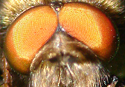 Occhi-bassa.jpg