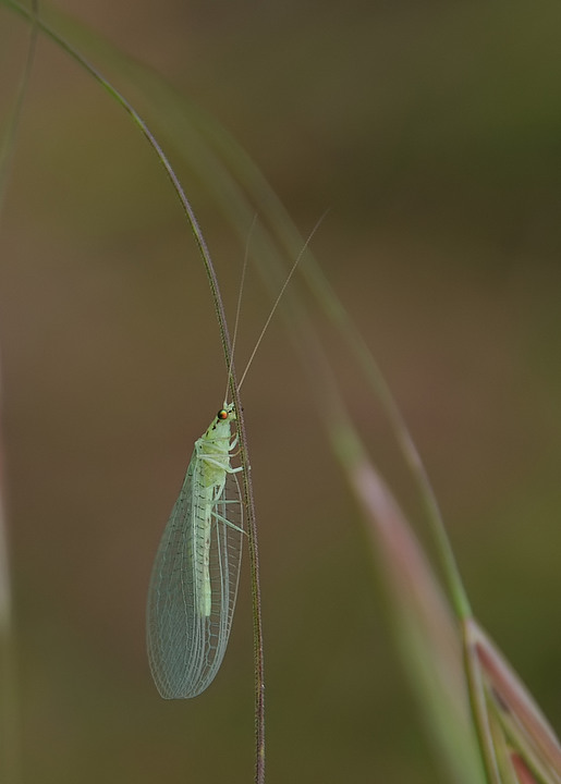 occhi d'oro-1.jpg