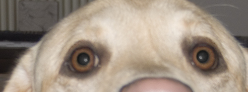 OCCHIok.jpg