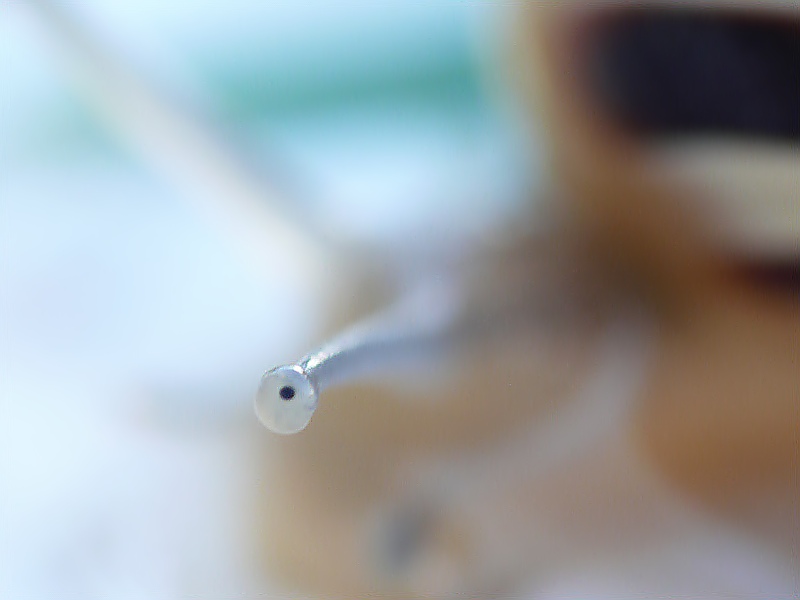 occhiolumaca.jpg