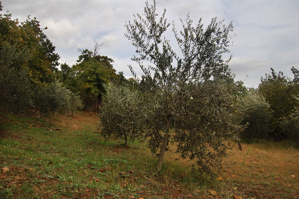 olive2.jpg