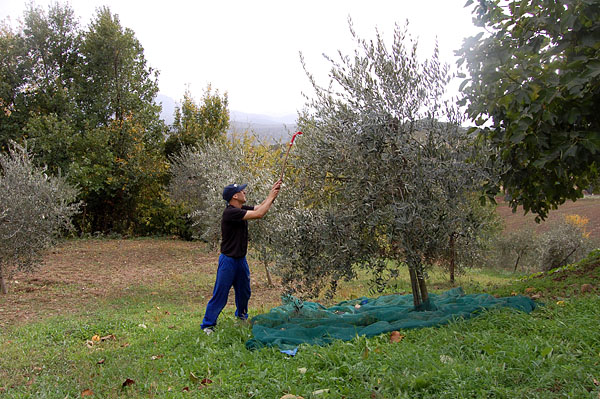 olive4.jpg