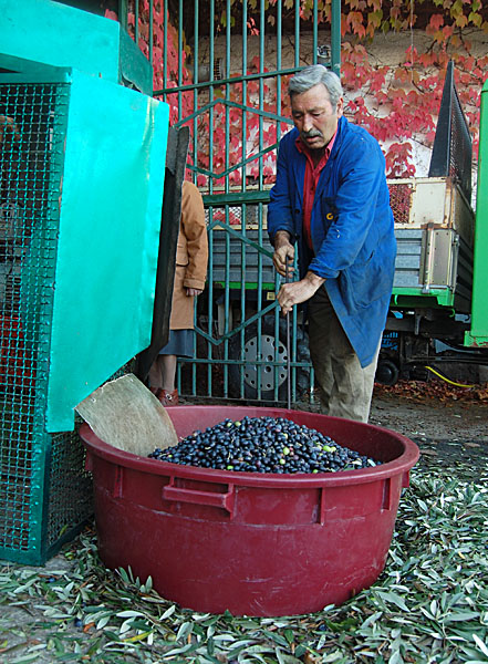 olive7.jpg