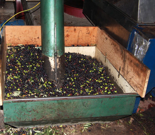 olive8.jpg