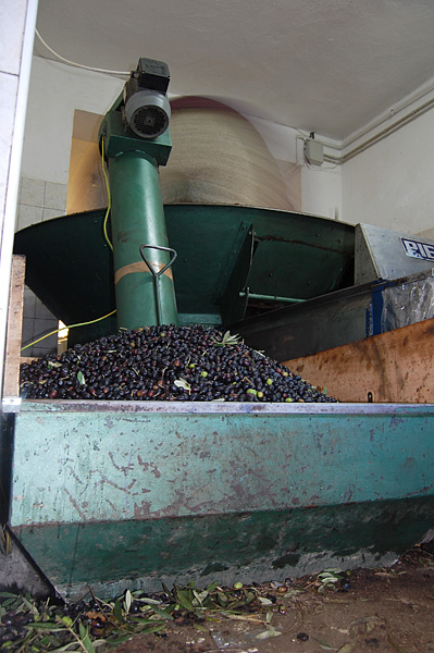 olive9.jpg