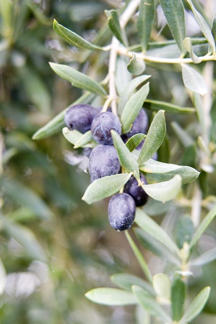 olive.jpg
