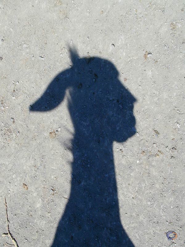 ombra.jpg