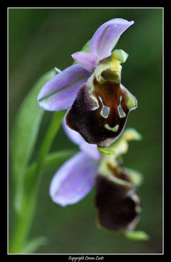 Ophrys-argolica-subsp.jpg