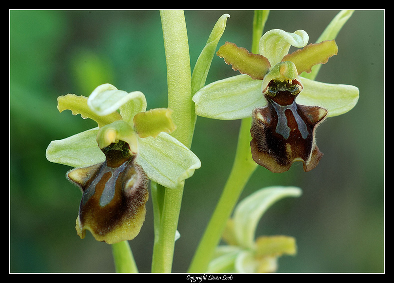 Ophrys-sphegodes-08.jpg