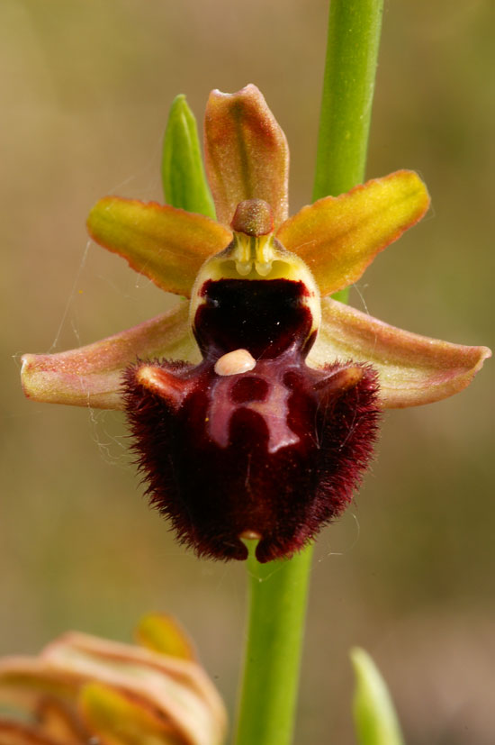 ophrys.jpg