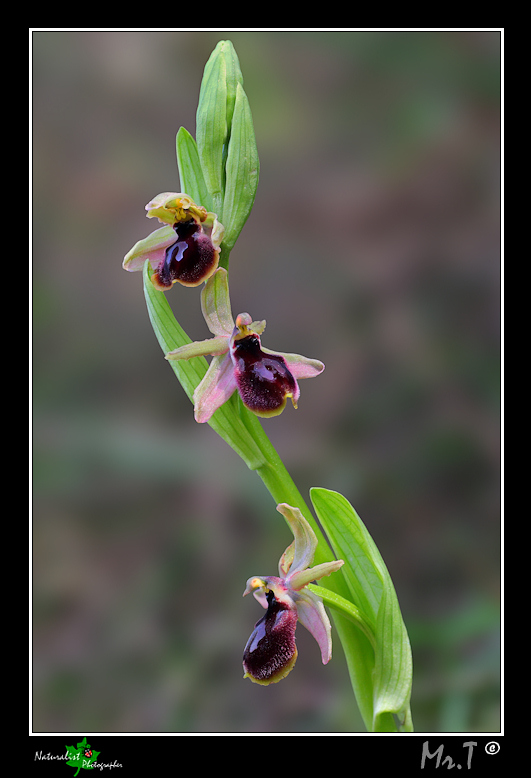 Ophrys Sconosciuta_01.jpg
