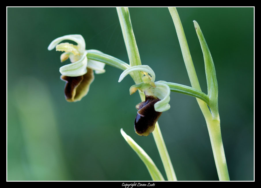 Ophrys sphegodes 09_100.jpg