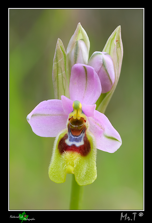 OphrysTenthredinifera_P_Forum.jpg