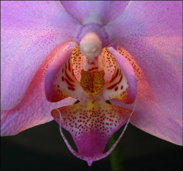 orchidea.jpg