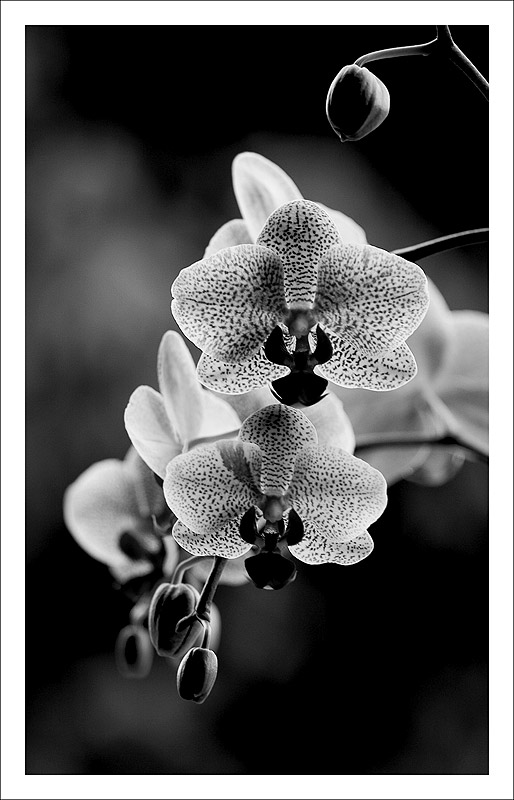 orchidea2.jpg