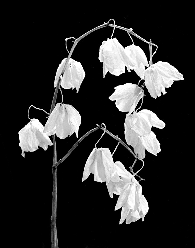 Orchidea2_4u_nolav.jpg