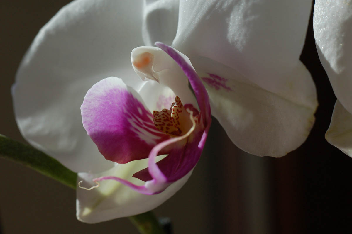 Orchidea2.jpg