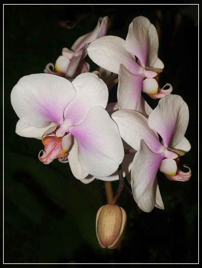 Orchidea.jpg