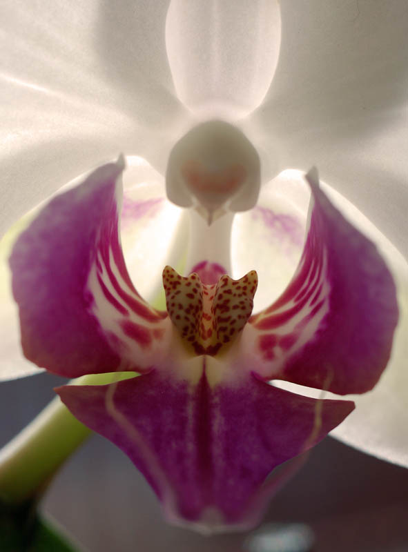Orchidea.jpg