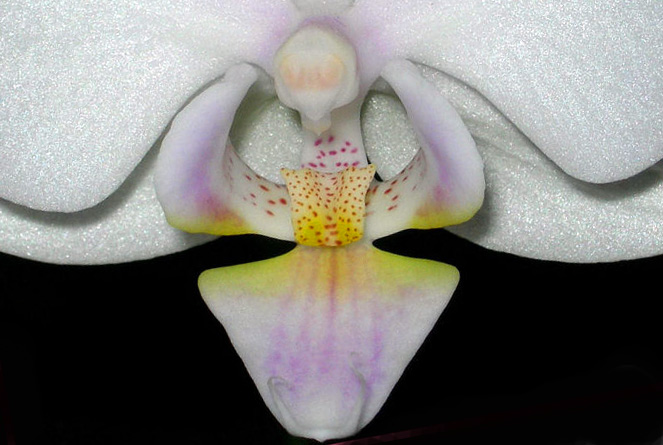 orchidea_mod.jpg