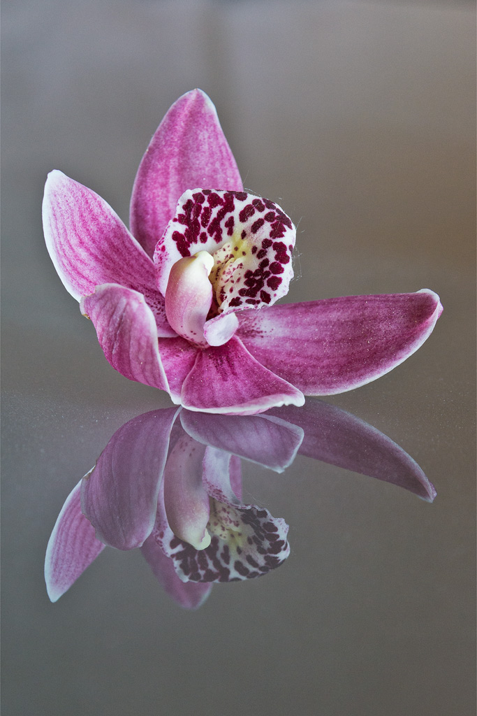 Orchidea_orig-DSC6925.jpg