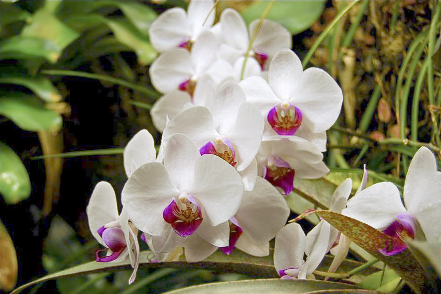 orchidee2.jpg