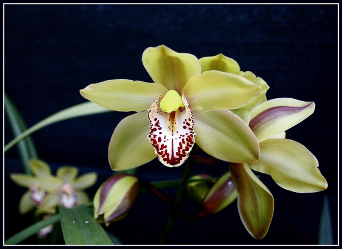 Orchidee.jpg