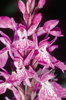 orchis.jpg