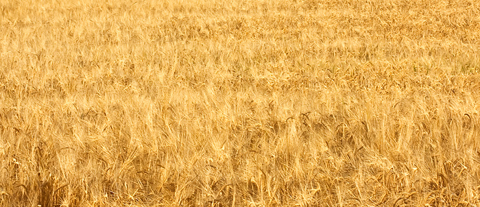 Oro-ritaglio.jpg