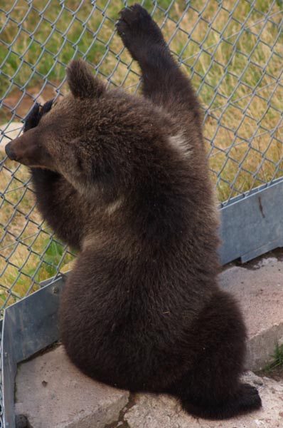 orso.jpg