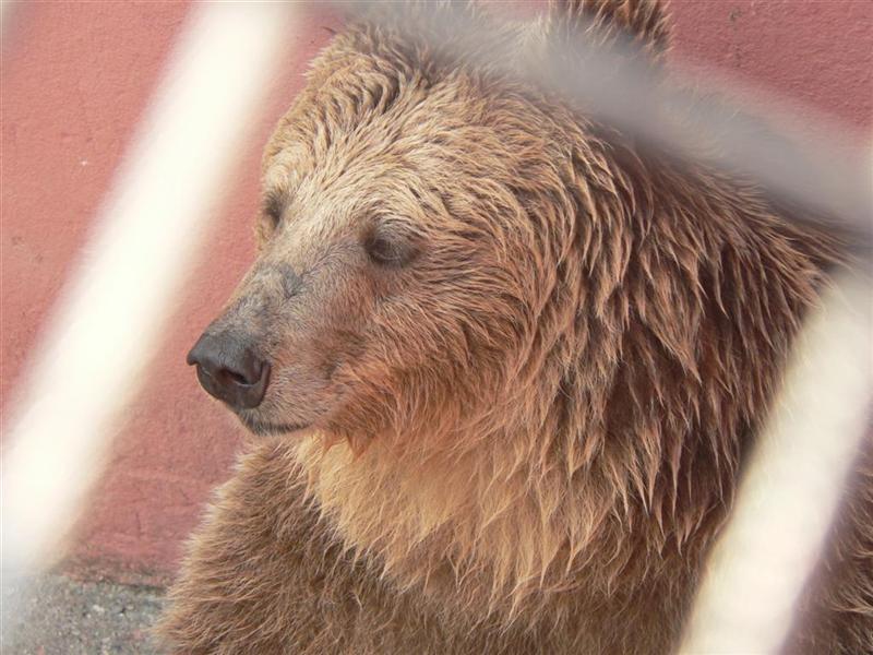 orso (Medium).jpg