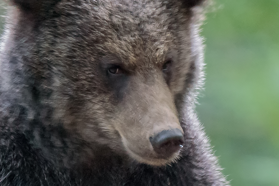Orso_crop.jpg