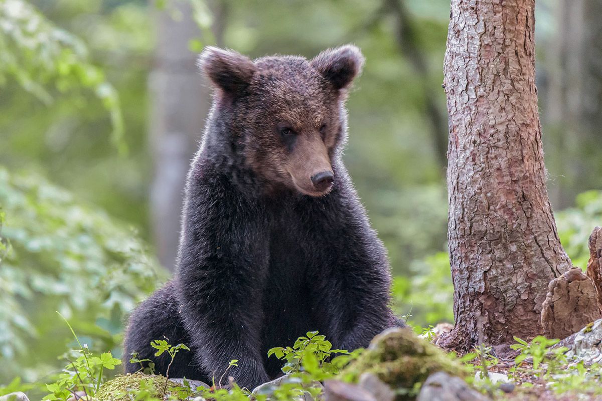 orso_mod.jpg