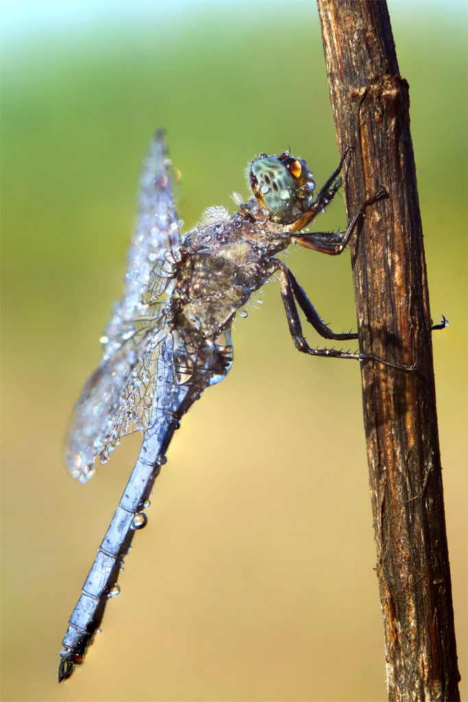 orthetrum_brunner.jpg