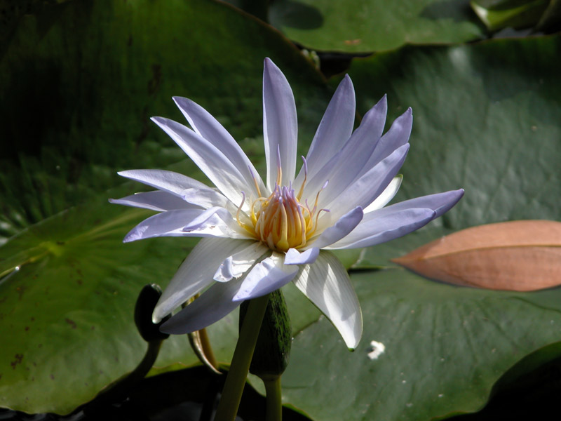 orto-botanico.jpg