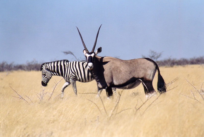 oryx_zebra.jpg