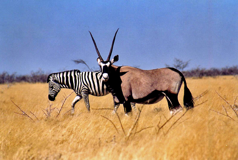 oryx_zebra.jpg