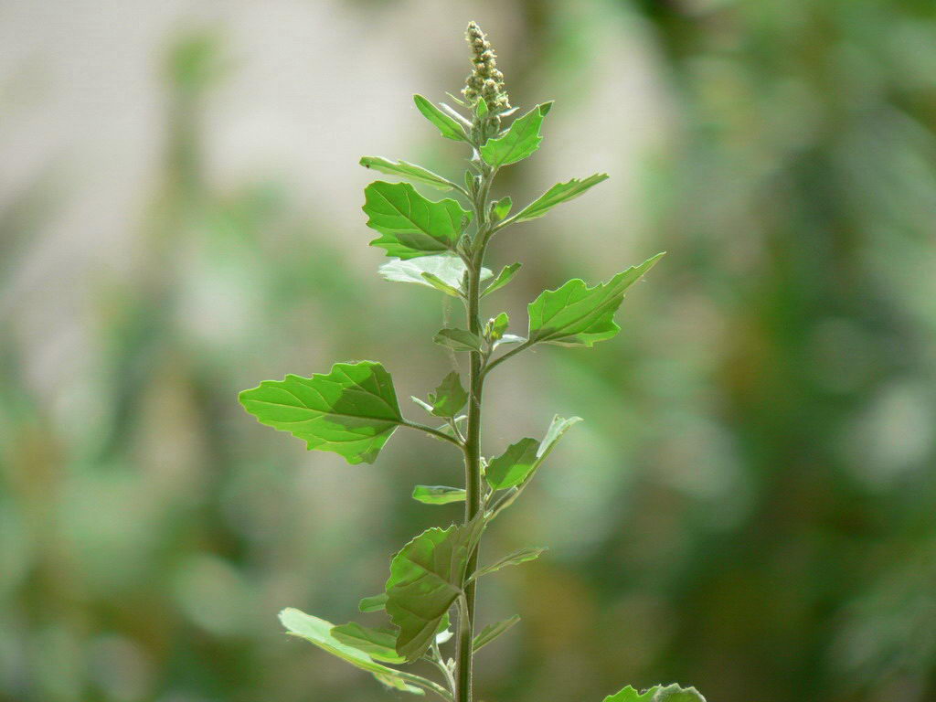 P1010179.jpg
