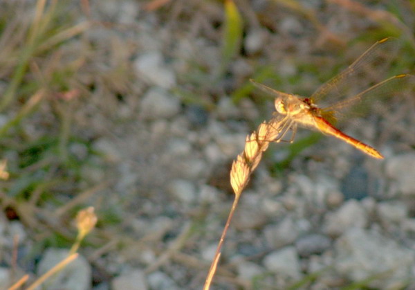 P1010324rid123.jpg