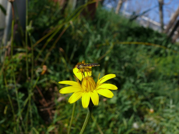 P1010410_01.jpg