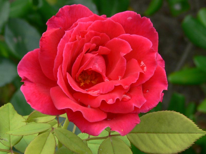 P1020014.jpg